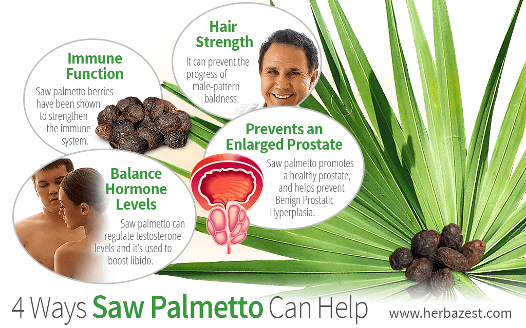 Showing benefits of the saw palmetto plant including prostate health for conditions like benign prostatic hyperplasia